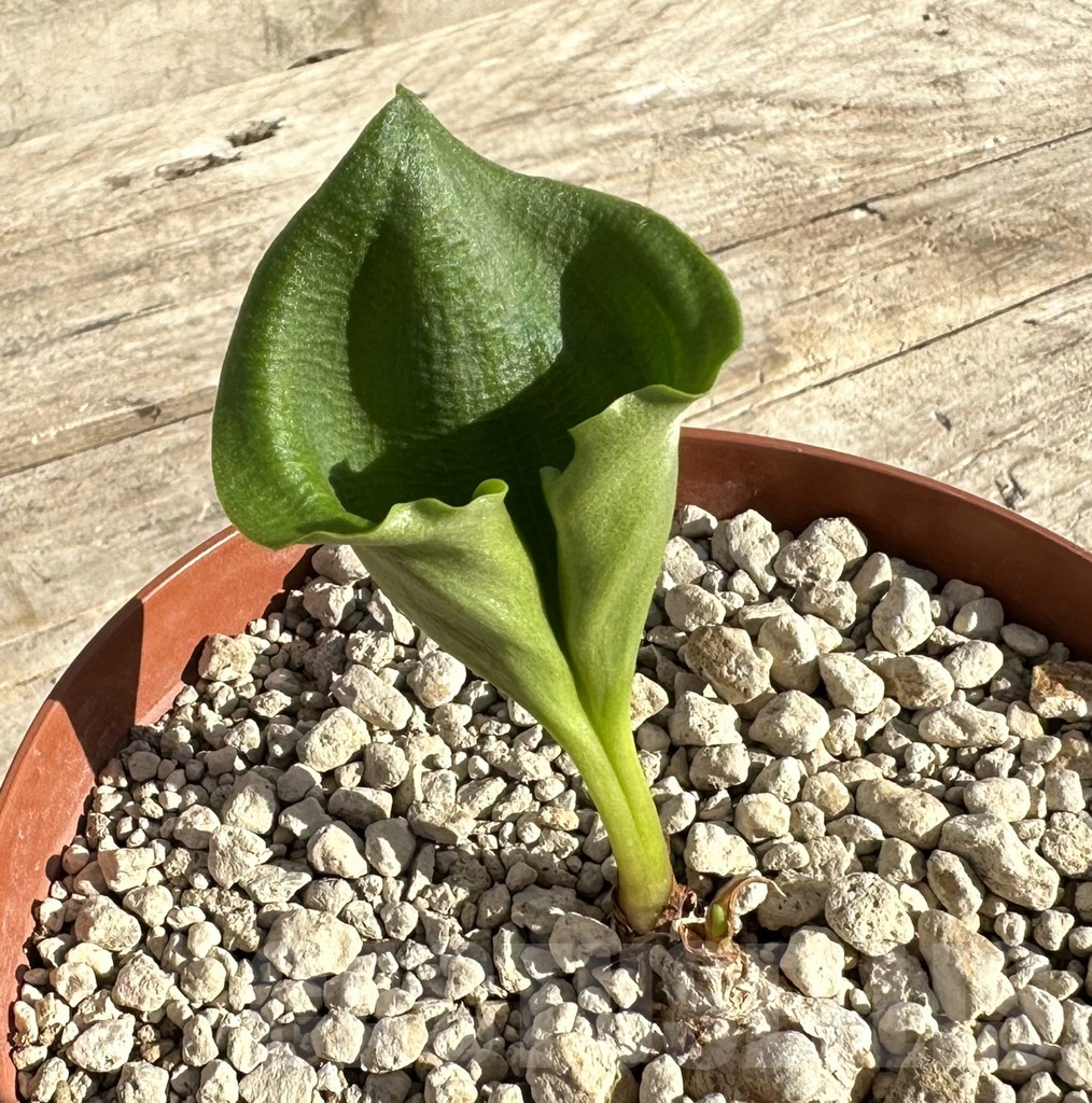 SHPR34176 Eriospermum cooperi