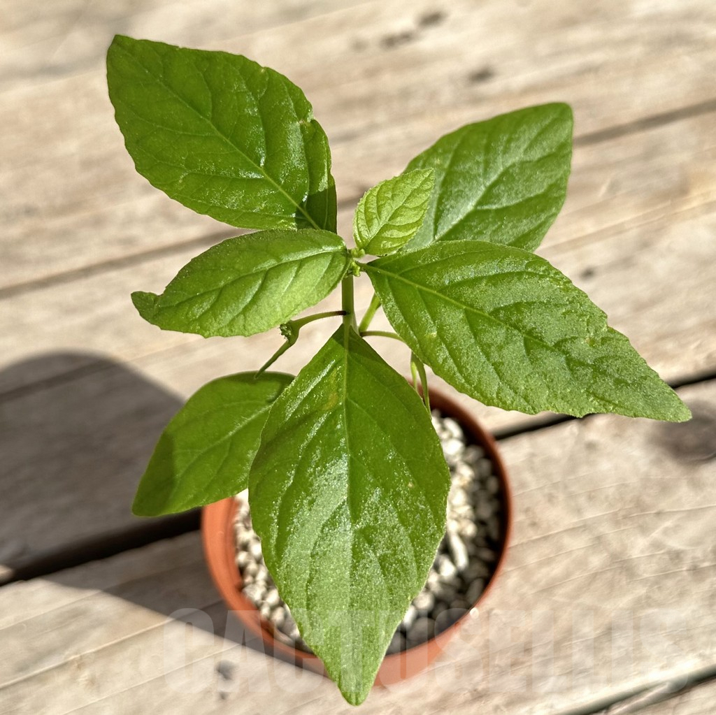 SHPR34177 Dorstenia sp. nova aff. benguellensis ES 22855