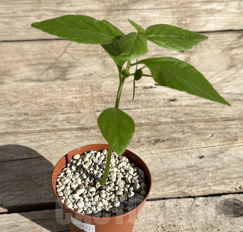 SHPR34177 Dorstenia sp. nova aff. benguellensis ES 22855 - Image 2