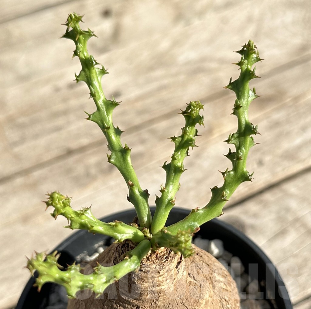 SHPR34178 Euphorbia decidua ES10264