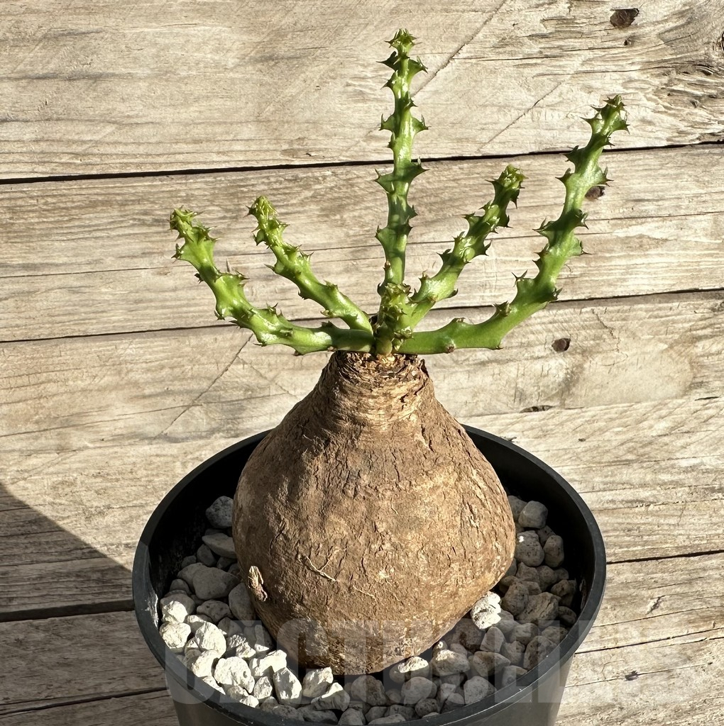 SHPR34178 Euphorbia decidua ES10264 - Image 2