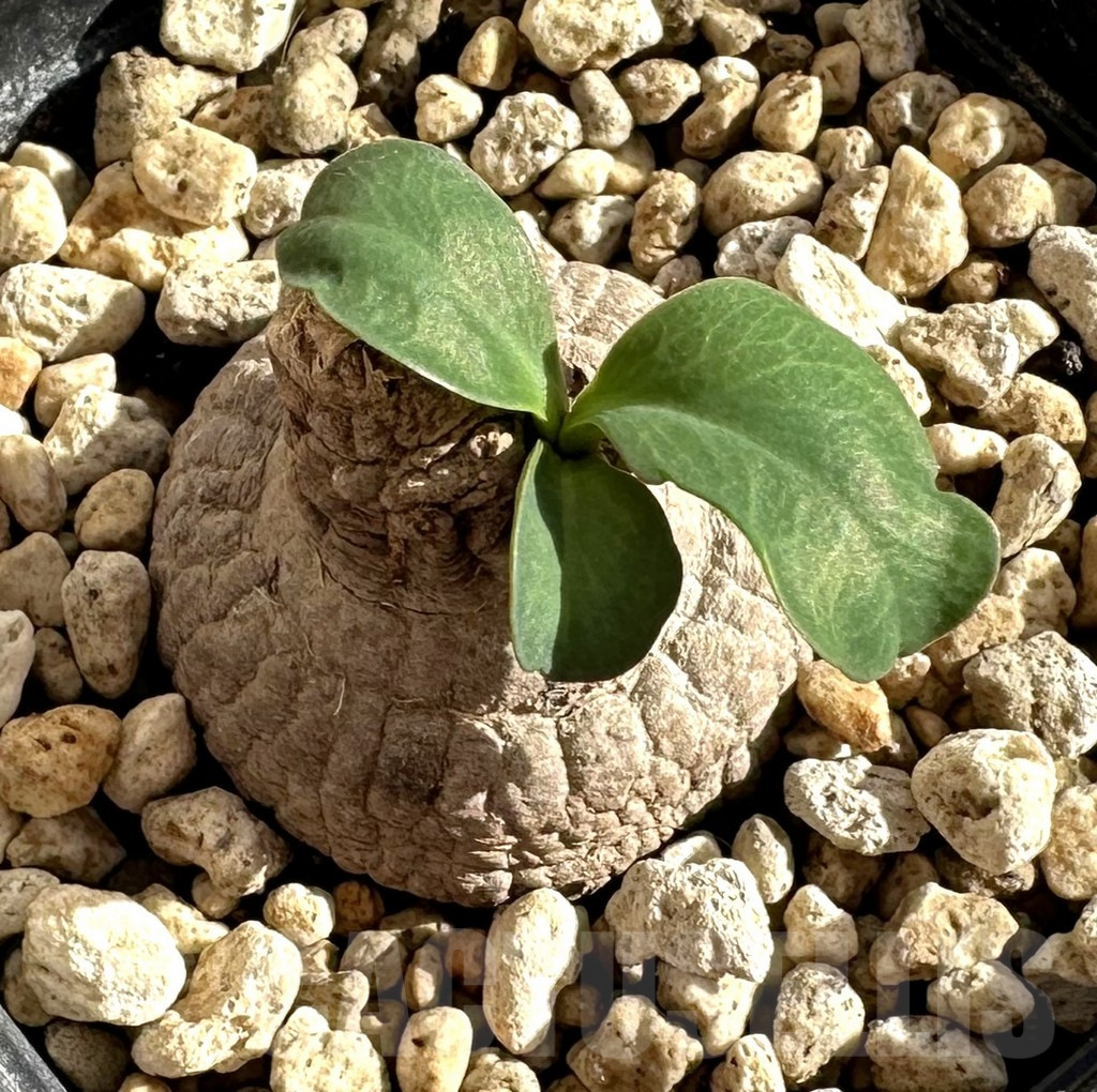 SHPR34183 Monadenium orobanchoides round tuber