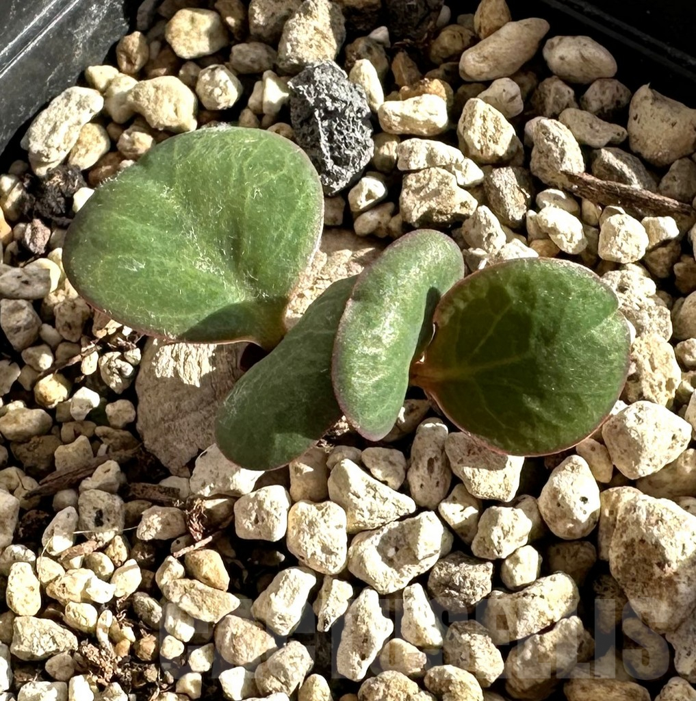 SHPR34184 Monadenium orobanchoides round tuber