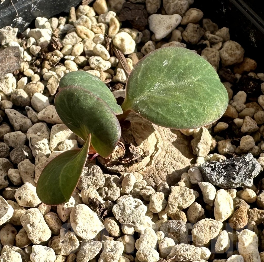 SHPR34184 Monadenium orobanchoides round tuber - Image 2