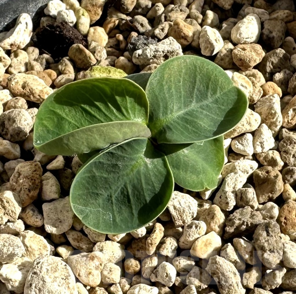 SHPR34186 Monadenium orobanchoides round tuber