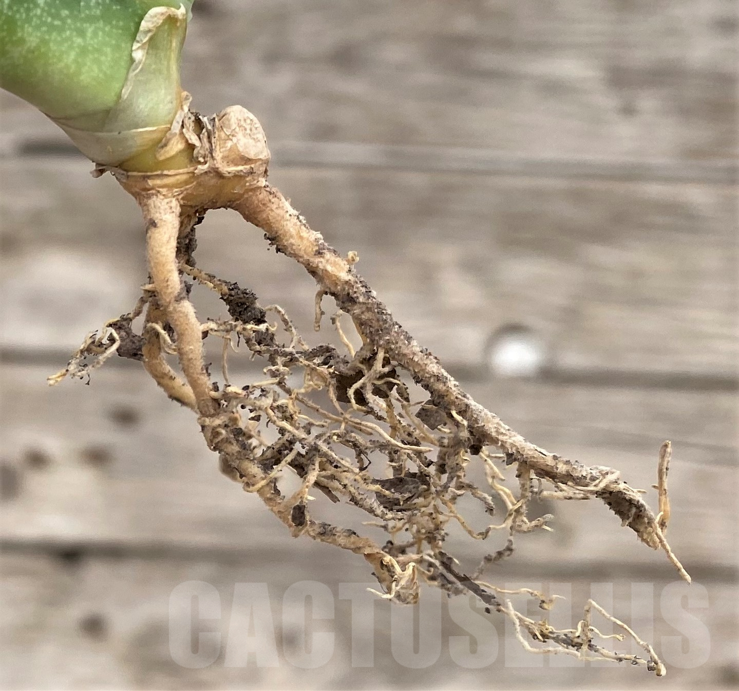 SHPR35485 Sansevieria kirkii 'Silver Blue' - Image 2
