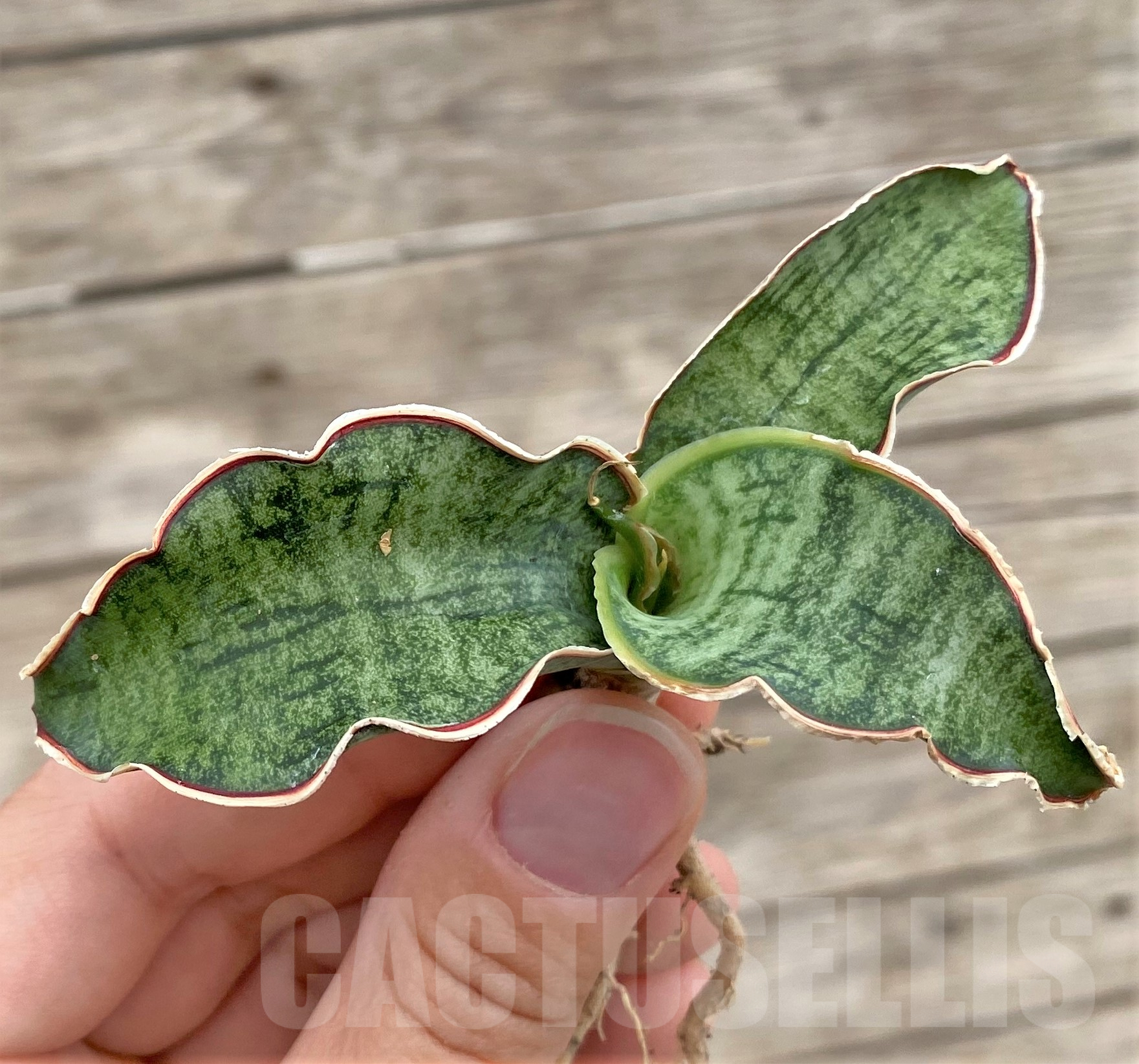 SHPR35485 Sansevieria kirkii 'Silver Blue' - Image 3