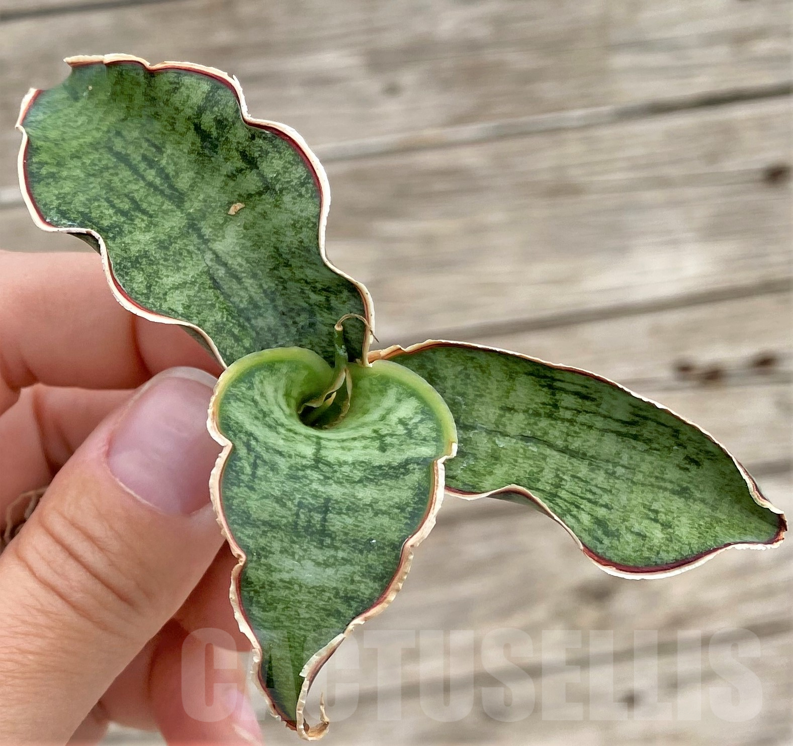SHPR35485 Sansevieria kirkii 'Silver Blue' - Image 4