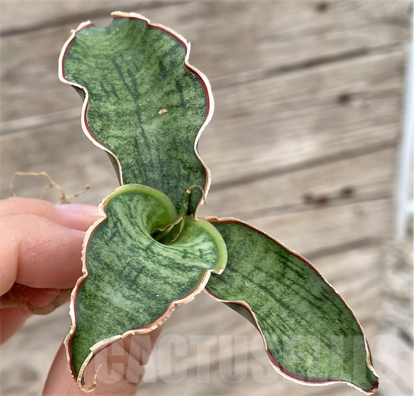 SHPR35485 Sansevieria kirkii 'Silver Blue'