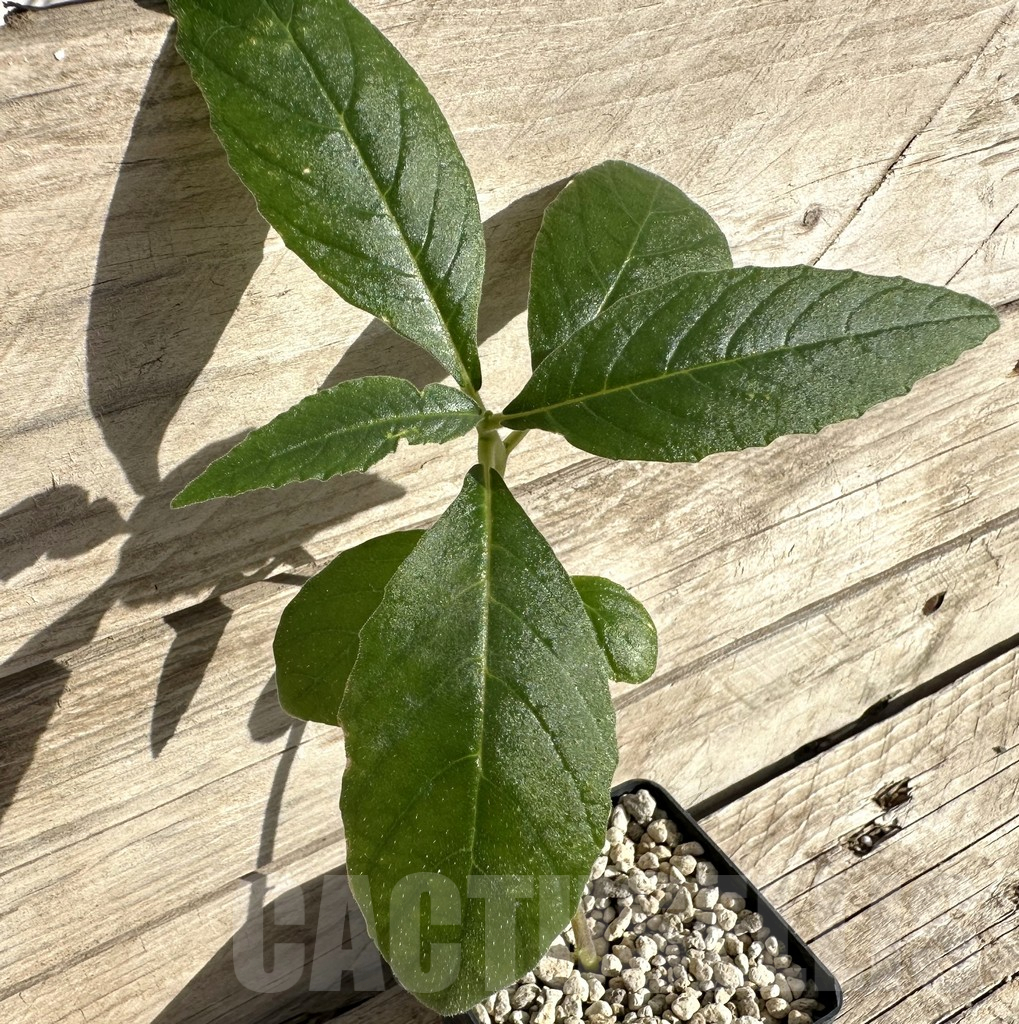 SHPR34190 Dorstenia psilurus ES 22577, Kipili, Tanzania