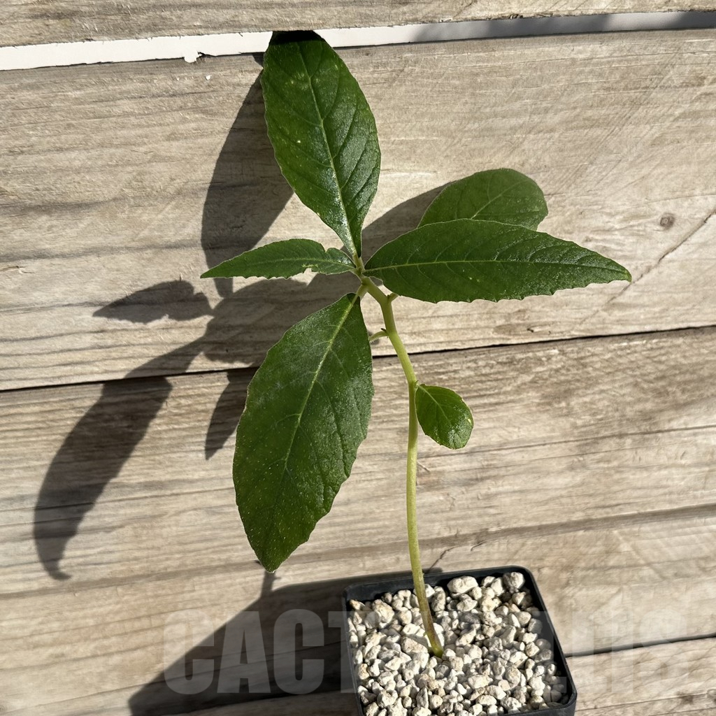 SHPR34190 Dorstenia psilurus ES 22577, Kipili, Tanzania - 画像 (2)