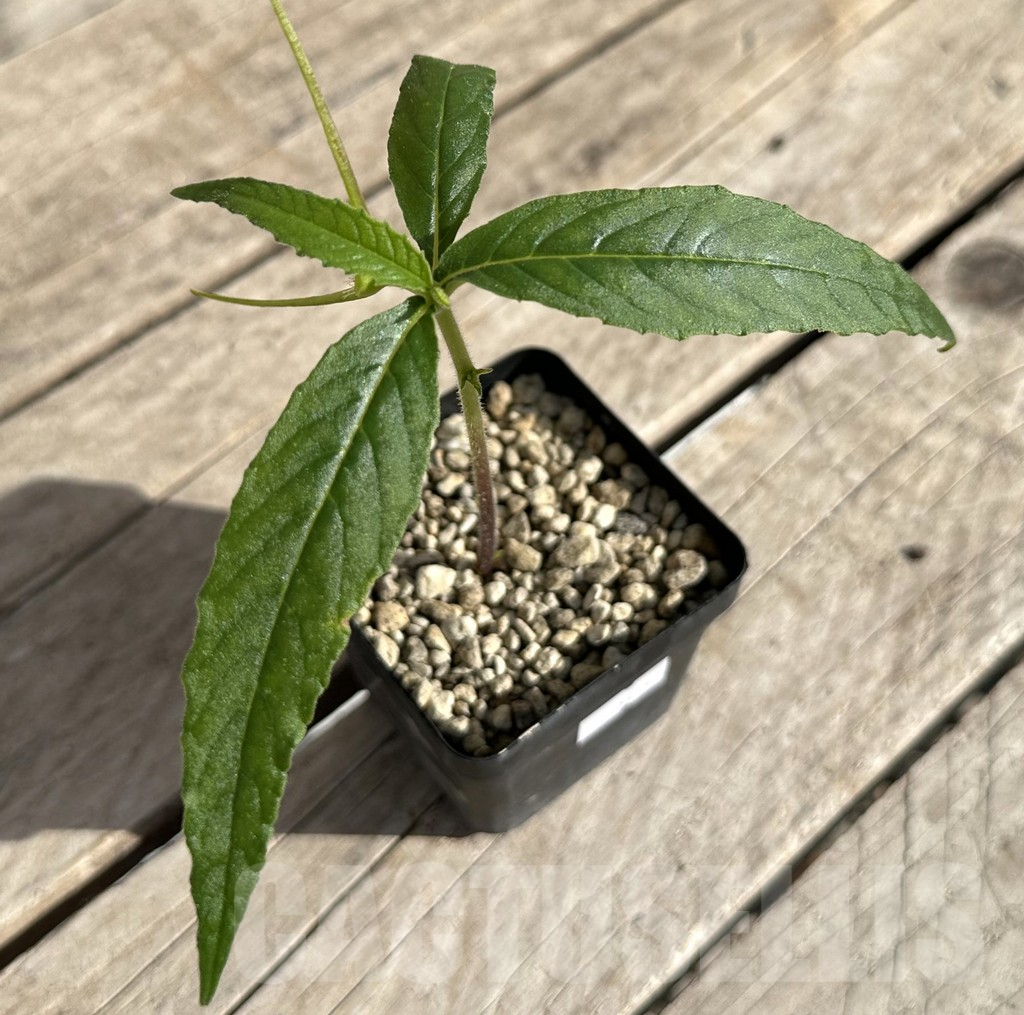 SHPR34191 Dorstenia psilurus ES 22577, Kipili, Tanzania