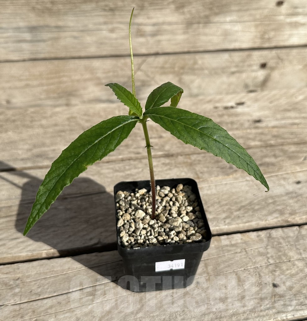 SHPR34191 Dorstenia psilurus ES 22577, Kipili, Tanzania - immagine 2