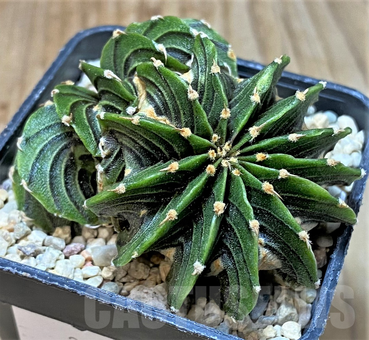 SHPR35455 Gymnocalycium friedrichii LB f. cristata, seedling - Obrázek 3