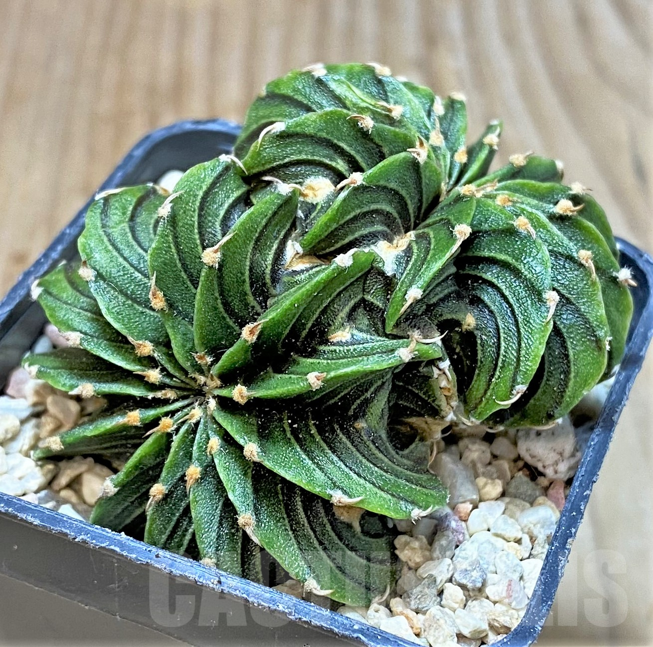 SHPR35455 Gymnocalycium friedrichii LB f. cristata, seedling - Obrázek 2
