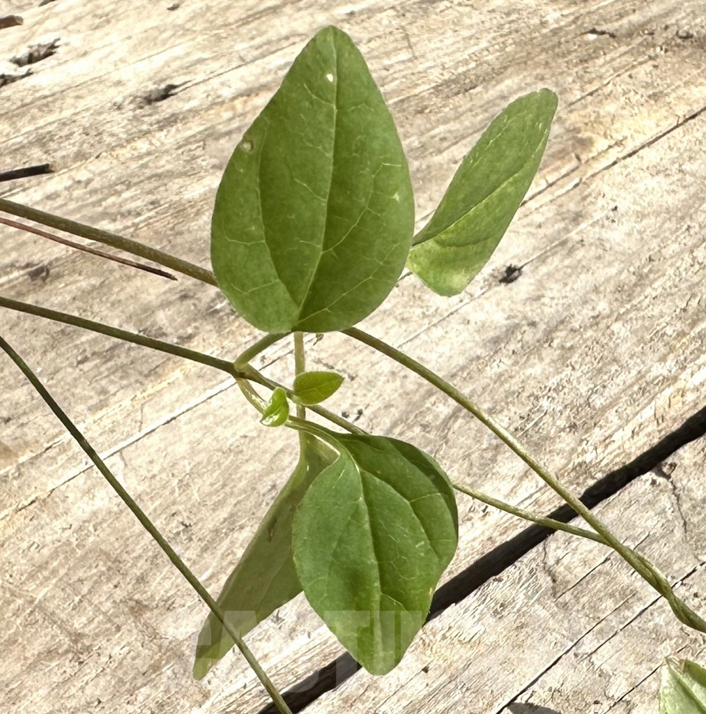 SHPR34195 Ceropegia papillata
