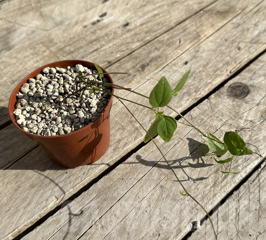 SHPR34195 Ceropegia papillata - immagine 2