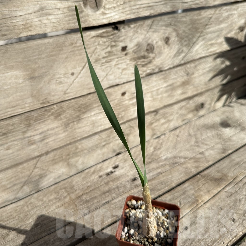 SHPR34249 Boophone disticha - Image 2