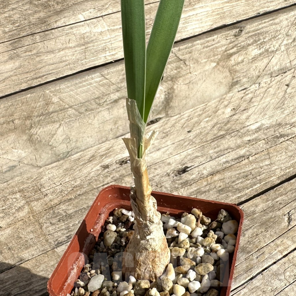 SHPR34249 Boophone disticha