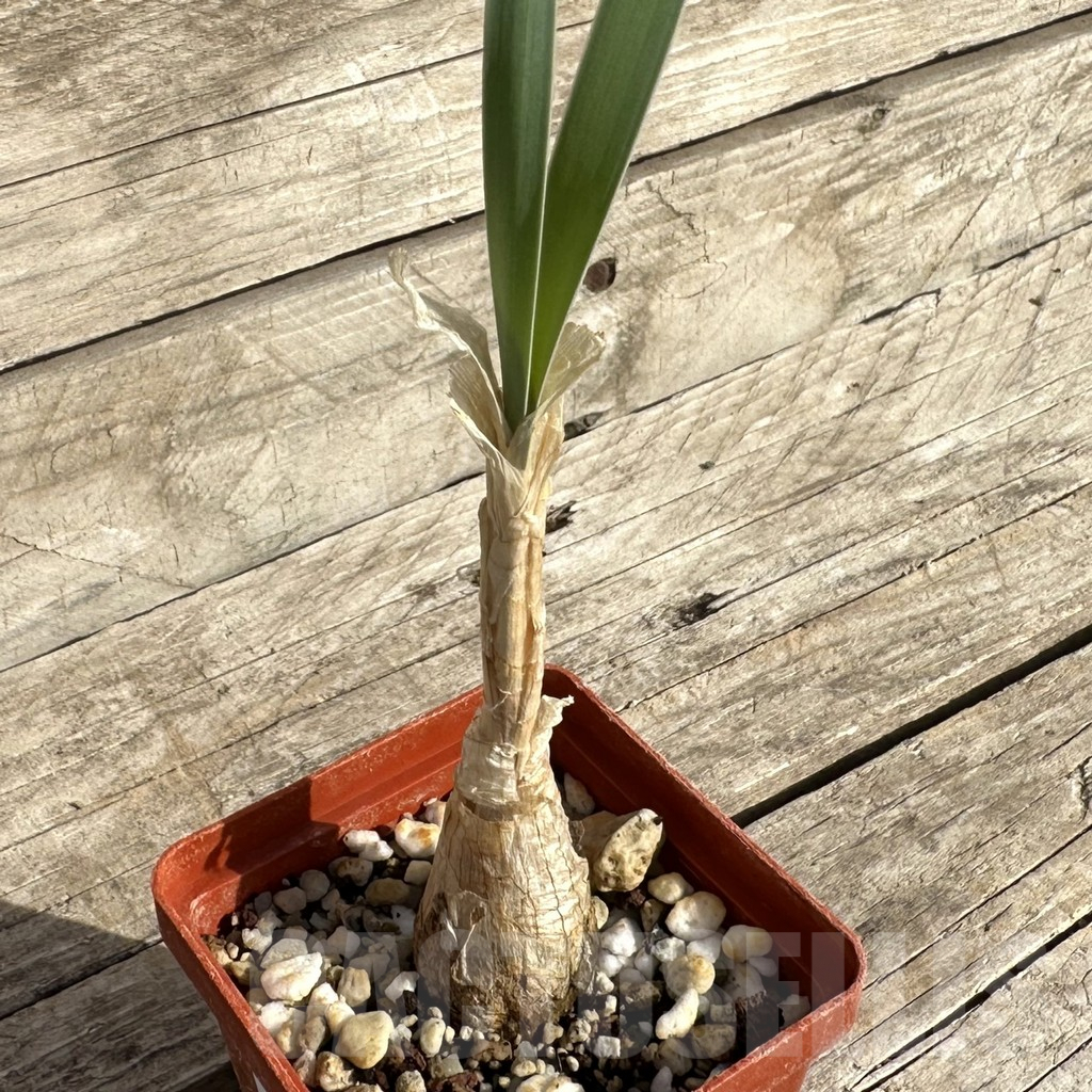 SHPR34250 Boophone disticha