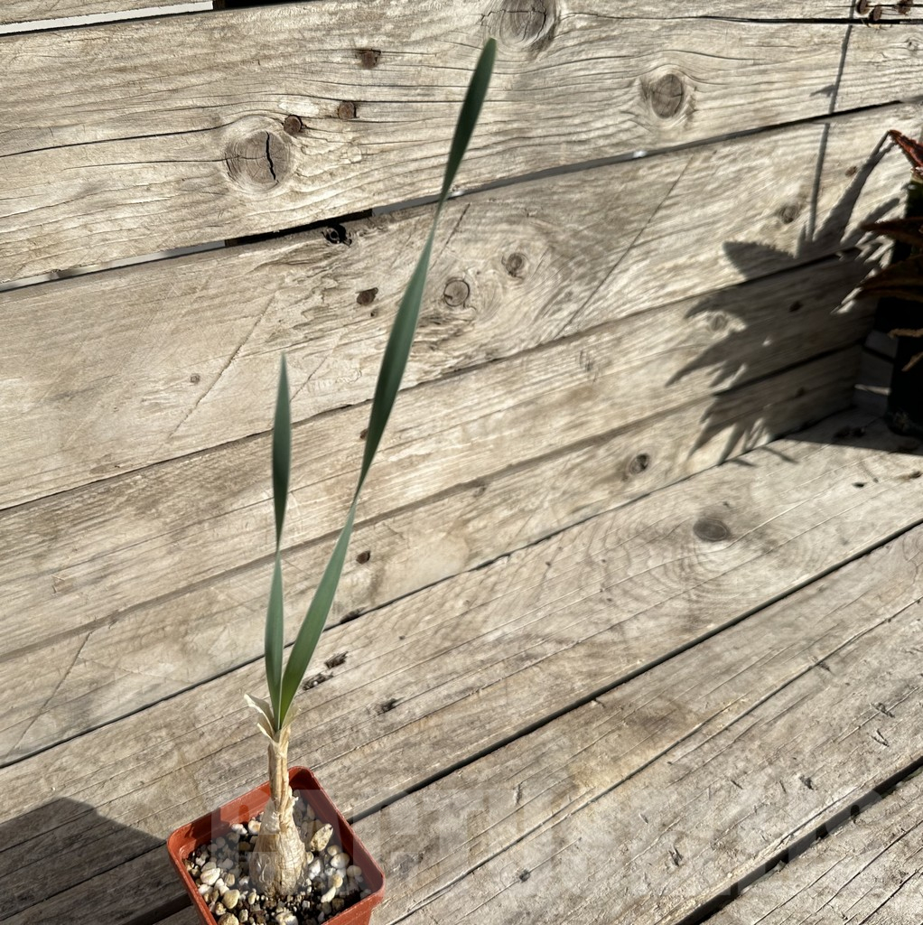 SHPR34250 Boophone disticha - Image 2