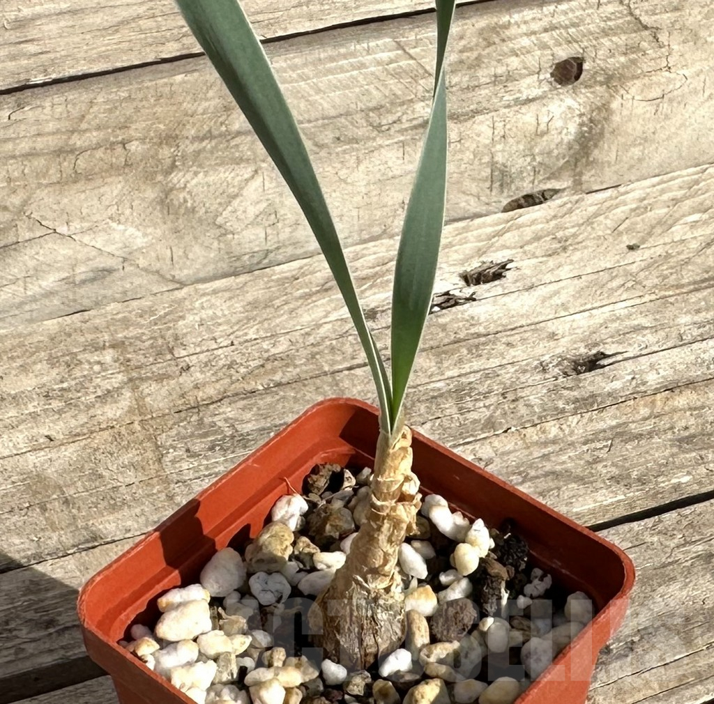 SHPR34251 Boophone disticha