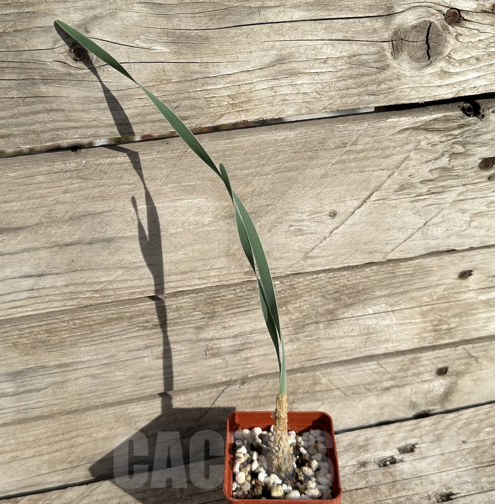 SHPR34251 Boophone disticha - Imagen 2