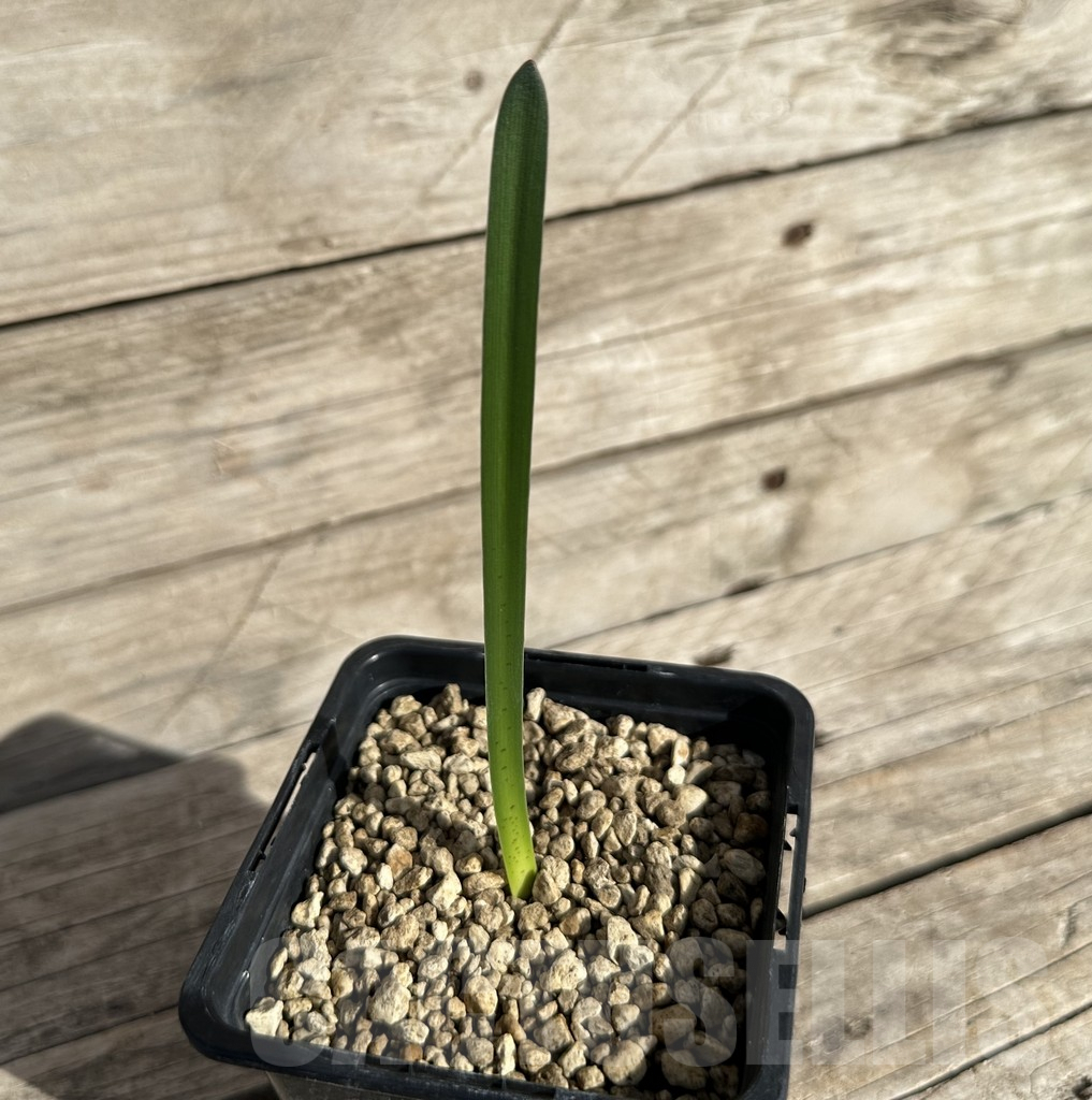 SHPR34253 Haemanthus aff. crispus