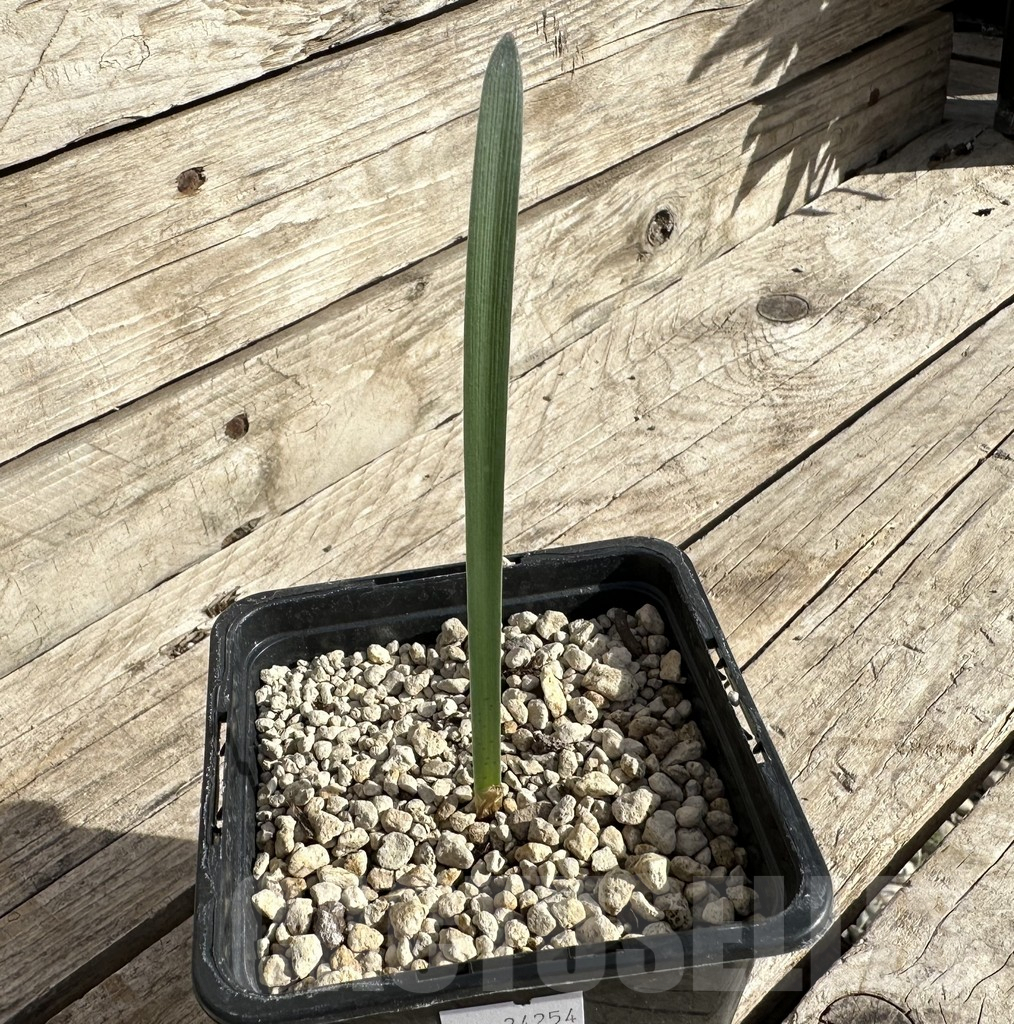 SHPR34254 Haemanthus aff. crispus - Image 2