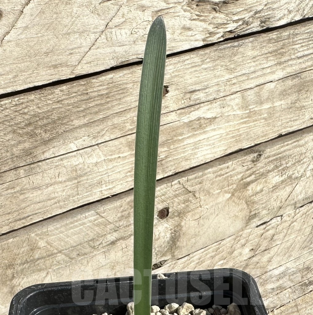 SHPR34254 Haemanthus aff. crispus