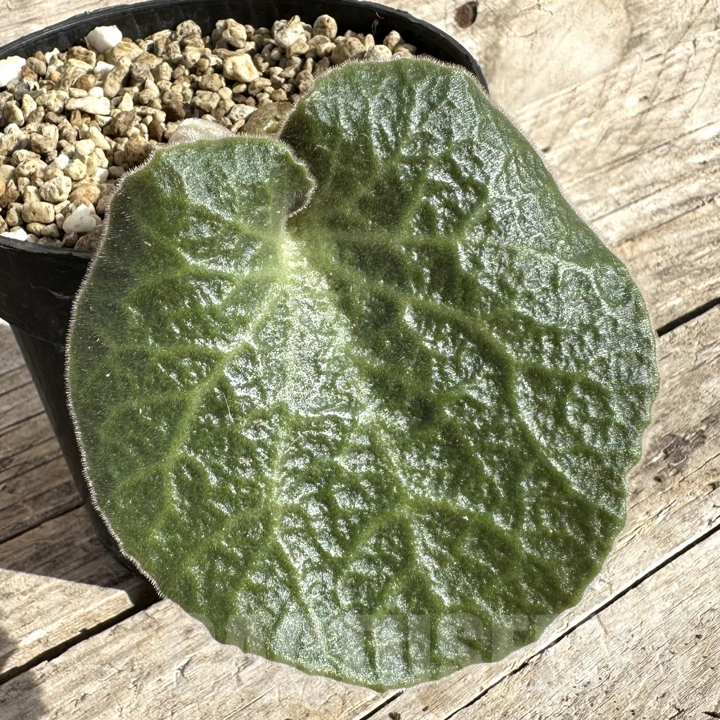 SHPR34255 Tylecodon singularis -Namibia-