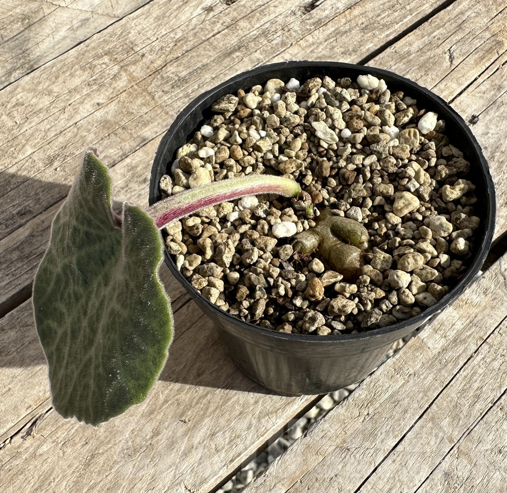 SHPR34255 Tylecodon singularis -Namibia- - Image 2