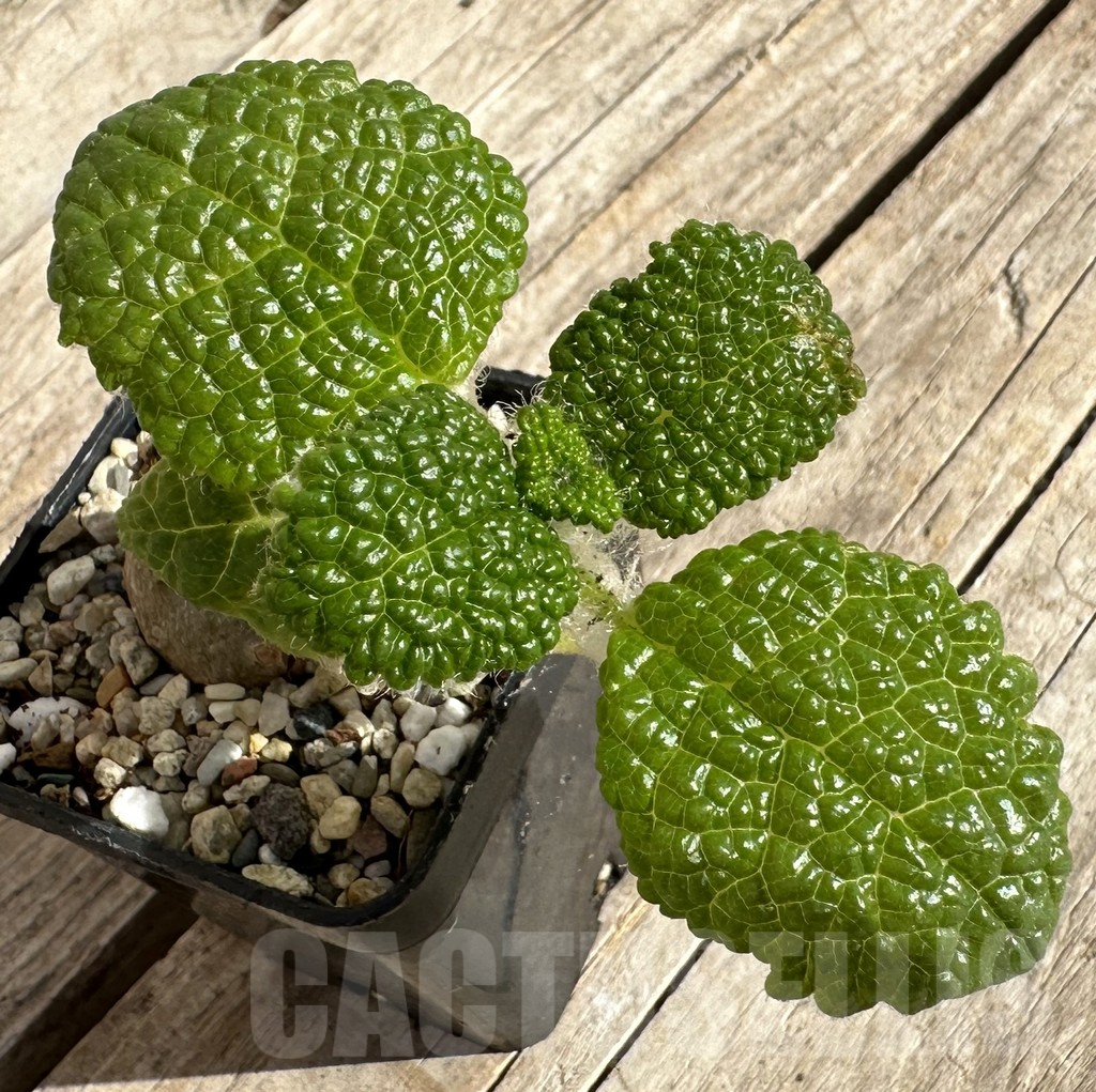 SHPR34259 Sinningia bullata