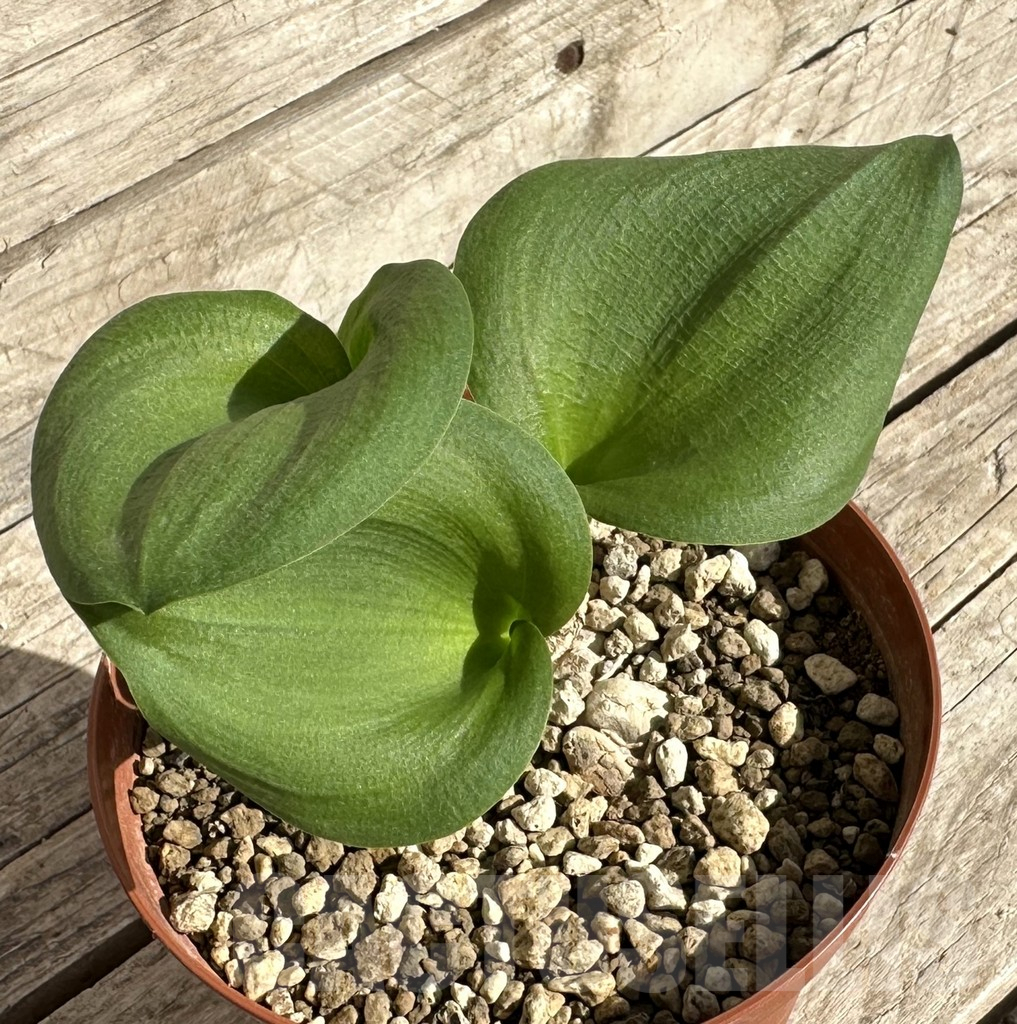 SHPR34261 Eriospermum cooperi