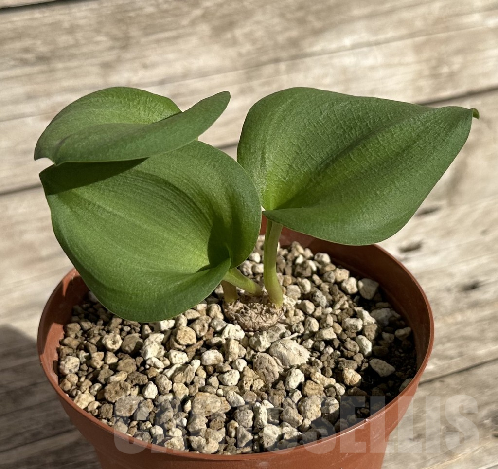 SHPR34261 Eriospermum cooperi - Image 2