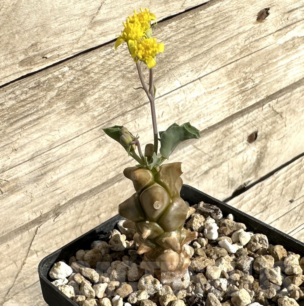 SHPR34262 Othonna herrei - immagine 2