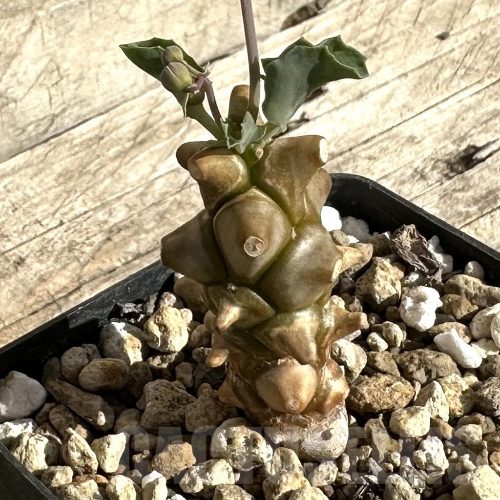 SHPR34262 Othonna herrei