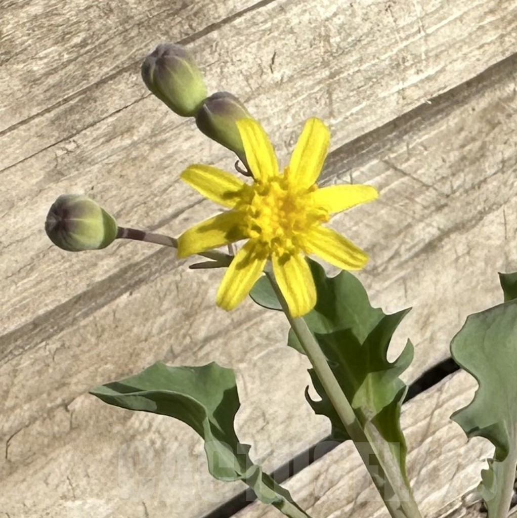 SHPR34263 Othonna herrei - Image 2