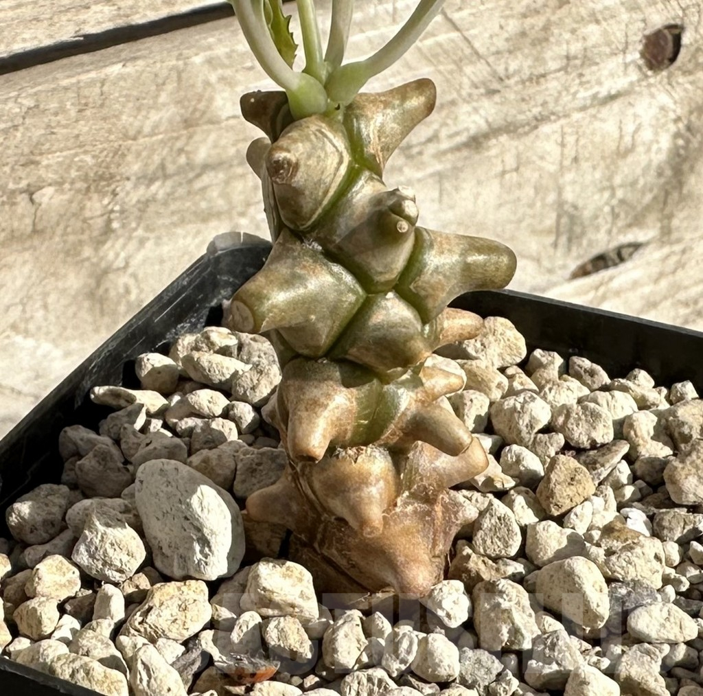 SHPR34263 Othonna herrei