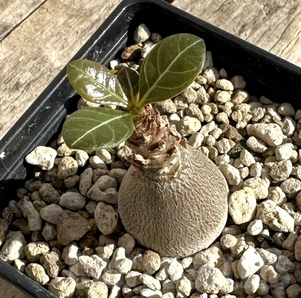 SHPR34264 Adenium socotranum - Image 2