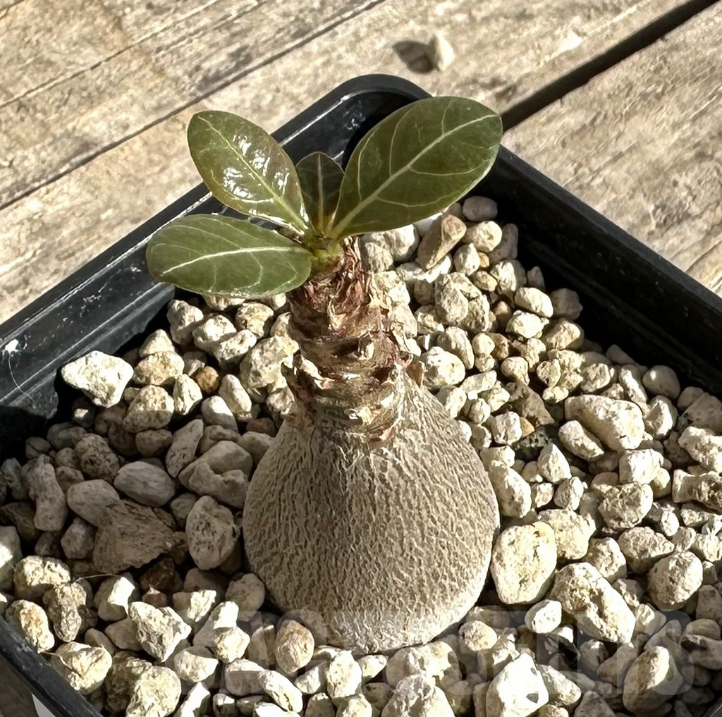 SHPR34264 Adenium socotranum
