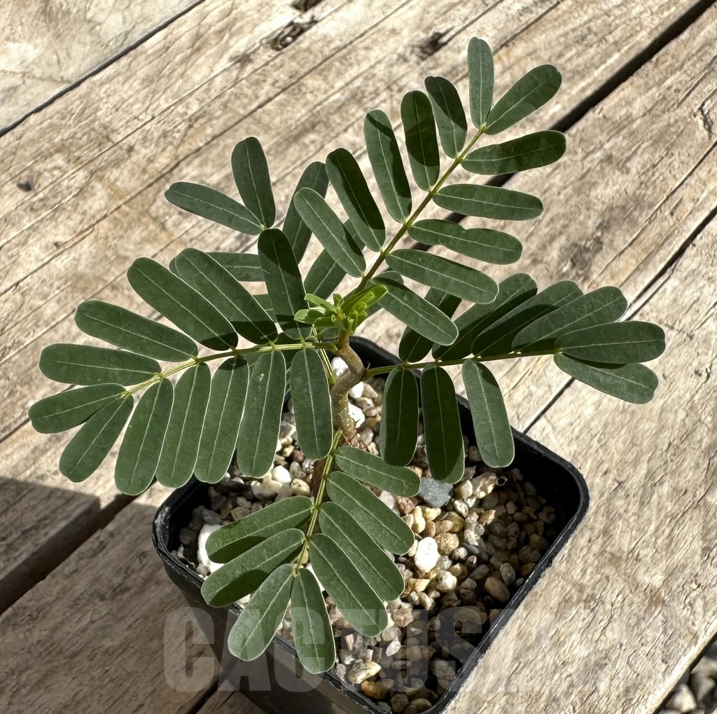 SHPR34265 Senna meridionalis