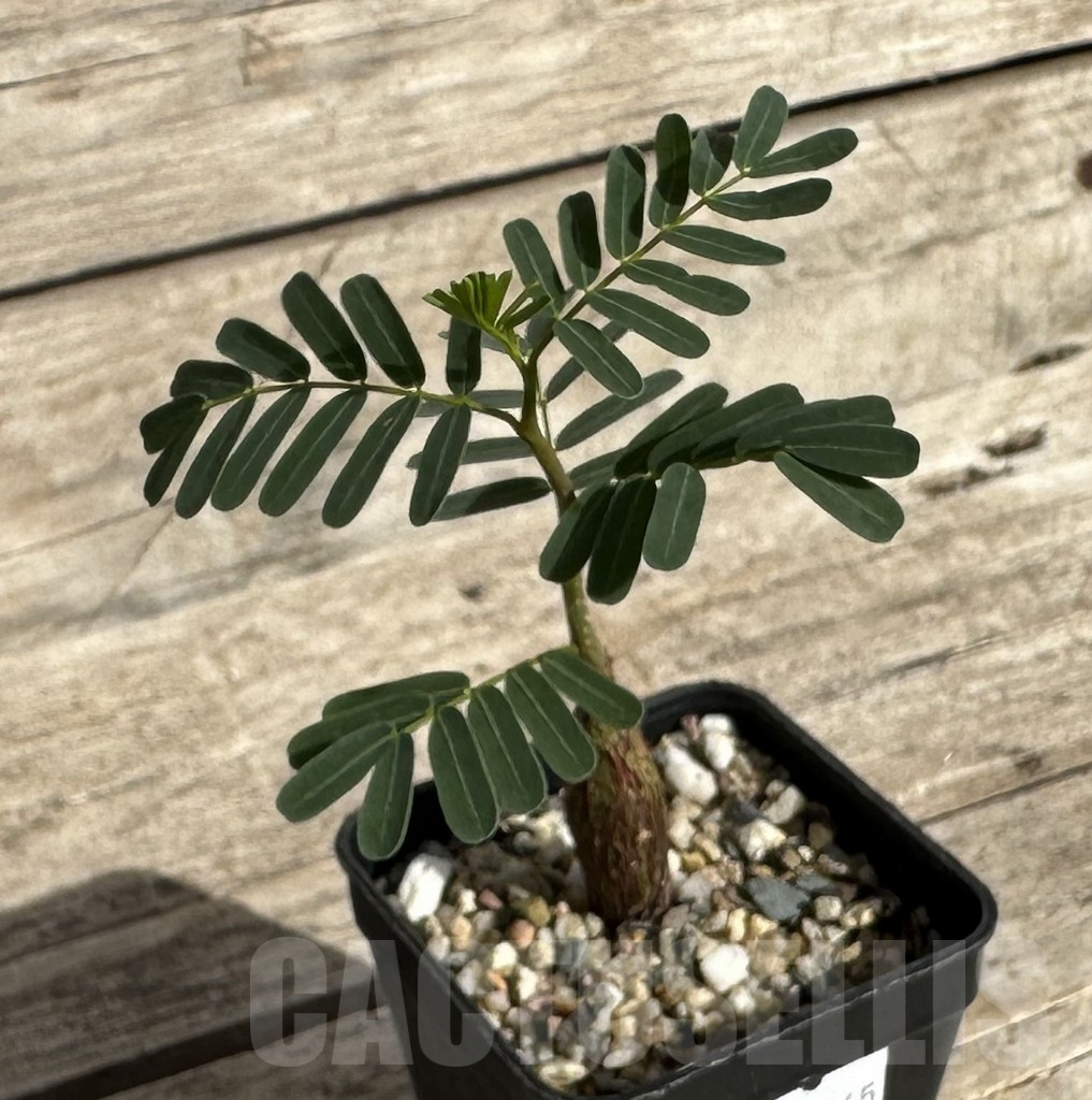 SHPR34265 Senna meridionalis - Image 2