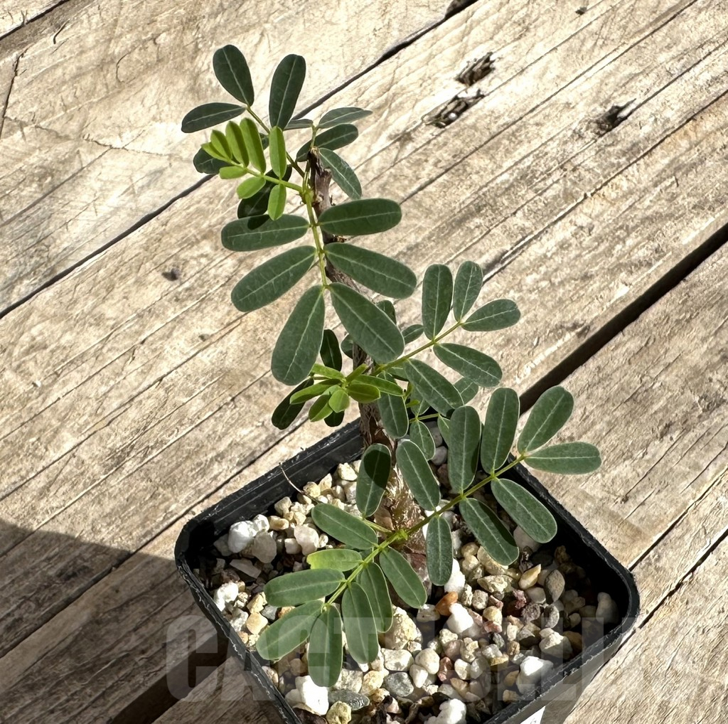 SHPR34266 Senna meridionalis