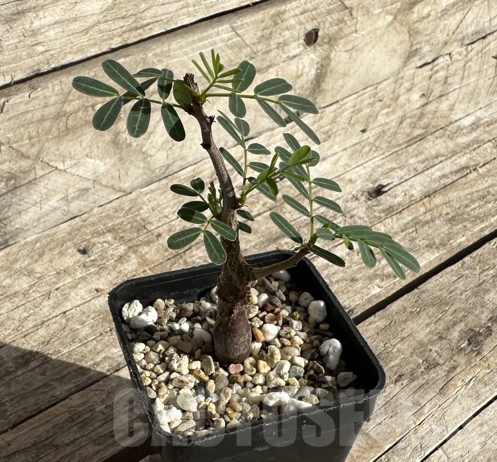 SHPR34266 Senna meridionalis - Obrázek 2