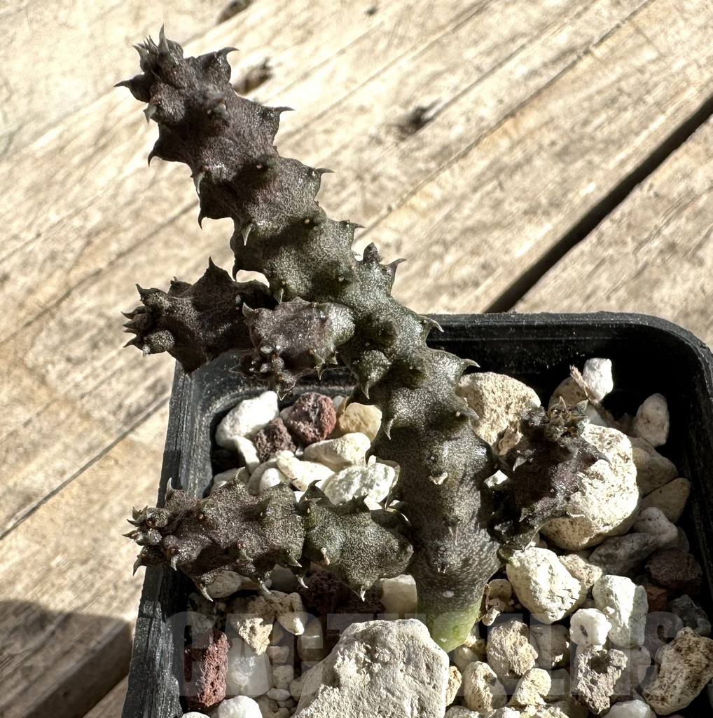 SHPR34267 Ceropegia stapeliiformis f. monstrosa