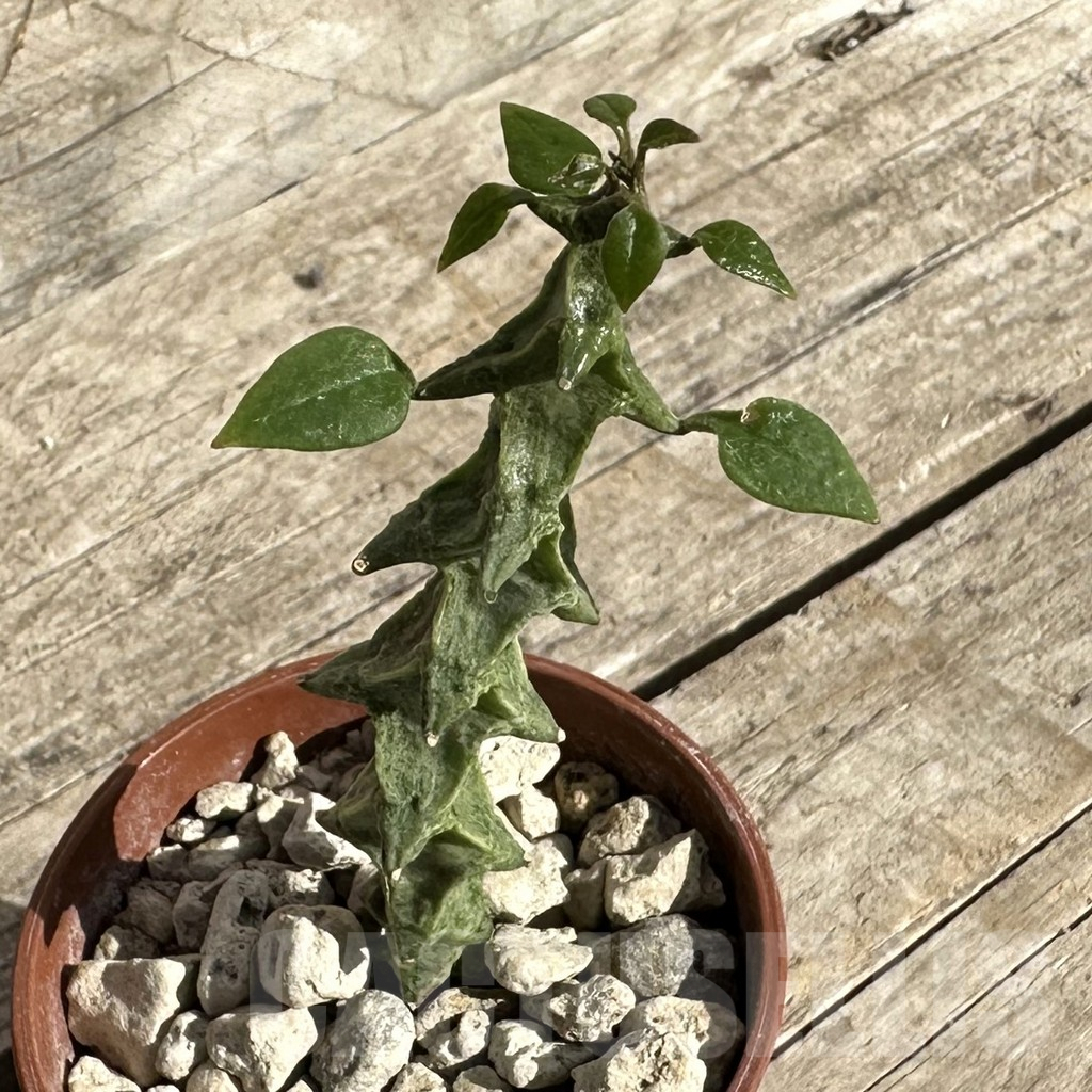 SHPR34269 Ceropegia simoneae ‘Green form’