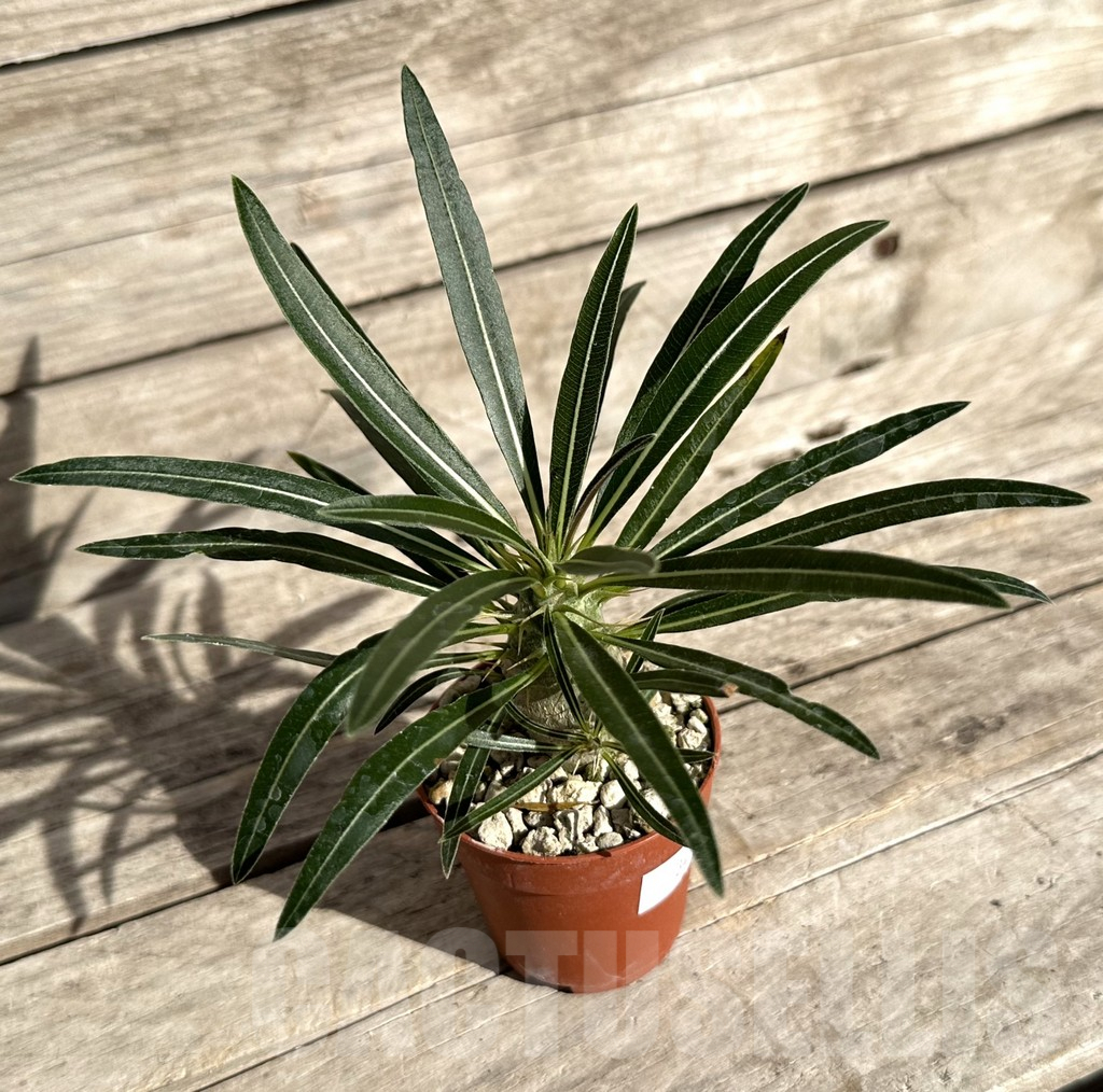 SHPR34270 Pachypodium rosulatum v. gracilius