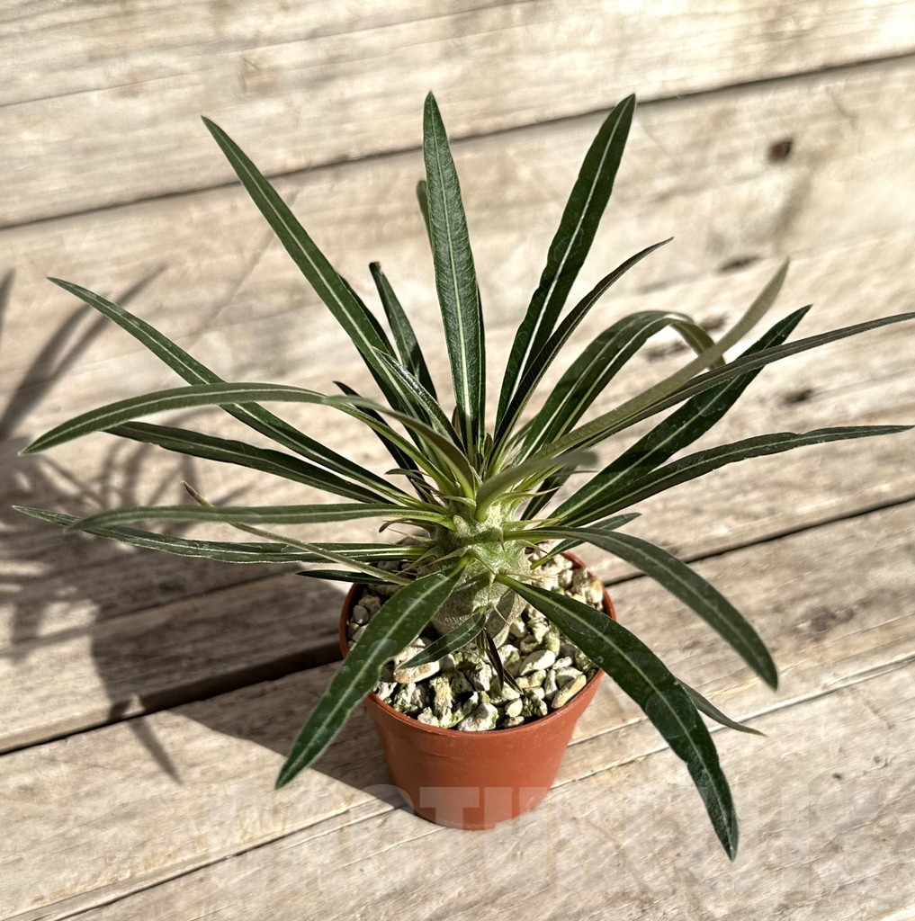 SHPR34270 Pachypodium rosulatum v. gracilius - Image 2