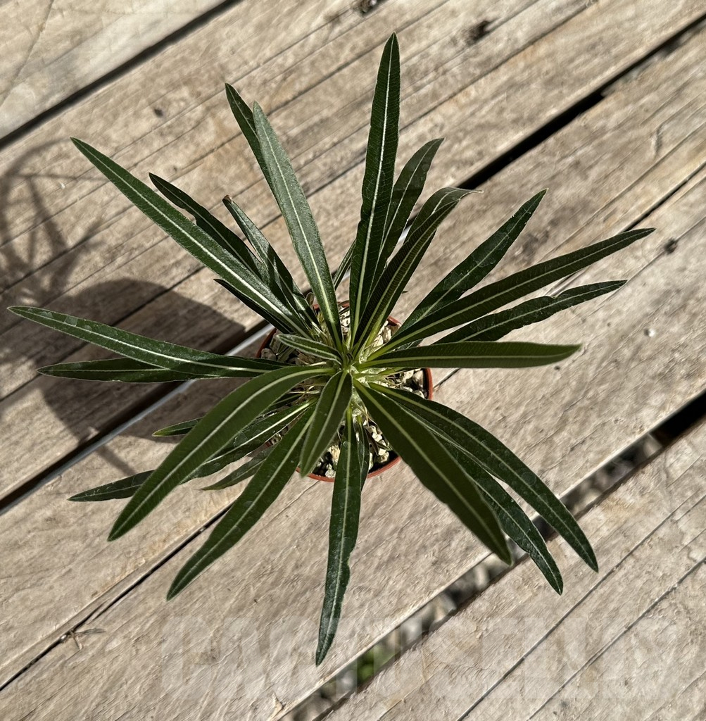 SHPR34270 Pachypodium rosulatum v. gracilius - Image 3